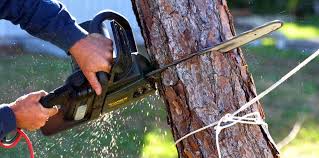 Best Tree Cabling and Bracing  in Lakeland, MN